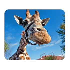 Коврик прямоугольный с принтом Прикольный жираф в Новосибирске, натуральный каучук | размер 230 х 185 мм; запечатка лицевой стороны | африка | животное | жираф | небо | природа