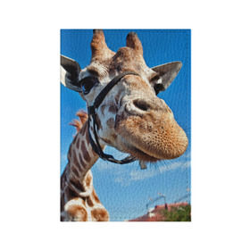 Обложка для паспорта матовая кожа с принтом Прикольный жираф в Новосибирске, натуральная матовая кожа | размер 19,3 х 13,7 см; прозрачные пластиковые крепления | африка | животное | жираф | небо | природа
