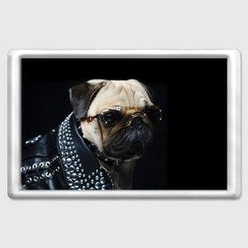 Магнит 45*70 с принтом Бульдог в очках в Новосибирске, Пластик | Размер: 78*52 мм; Размер печати: 70*45 | Тематика изображения на принте: бульдог в очках | домашнее | животное | клепки | кожа | металлист | очки | пес | прикол | рокер | собака | умный | ученый | французский