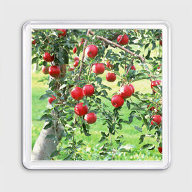 Магнит 55*55 с принтом Яблоки в Новосибирске, Пластик | Размер: 65*65 мм; Размер печати: 55*55 мм | Тематика изображения на принте: дерево | зелень | красные | сад | яблоки