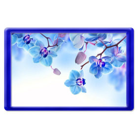 Магнит 45*70 с принтом Голубая орхидея в Новосибирске, Пластик | Размер: 78*52 мм; Размер печати: 70*45 | Тематика изображения на принте: голубая орхидея | красота | орхидеи | природа | цветок | цветочек | цветы