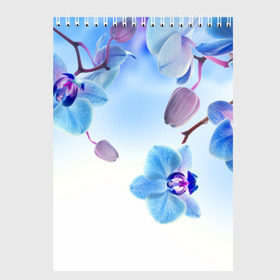 Скетчбук с принтом Голубая орхидея в Новосибирске, 100% бумага
 | 48 листов, плотность листов — 100 г/м2, плотность картонной обложки — 250 г/м2. Листы скреплены сверху удобной пружинной спиралью | Тематика изображения на принте: голубая орхидея | красота | орхидеи | природа | цветок | цветочек | цветы