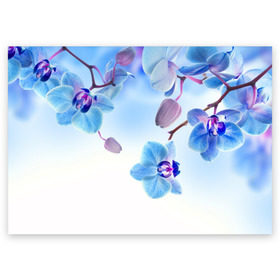 Поздравительная открытка с принтом Голубая орхидея в Новосибирске, 100% бумага | плотность бумаги 280 г/м2, матовая, на обратной стороне линовка и место для марки
 | Тематика изображения на принте: голубая орхидея | красота | орхидеи | природа | цветок | цветочек | цветы