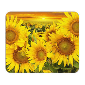 Коврик прямоугольный с принтом Подсолнухи в Новосибирске, натуральный каучук | размер 230 х 185 мм; запечатка лицевой стороны | Тематика изображения на принте: желтый | солнце | цветок | яркий