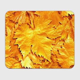 Коврик прямоугольный с принтом Золотая осень в Новосибирске, натуральный каучук | размер 230 х 185 мм; запечатка лицевой стороны | жёлтый | золотой | клён | красота | листва | листья | наряд | осень | осина | покров | природа