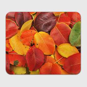 Коврик прямоугольный с принтом Осенний покров в Новосибирске, натуральный каучук | размер 230 х 185 мм; запечатка лицевой стороны | жёлтый | золотой | красный | листва | листья | осень