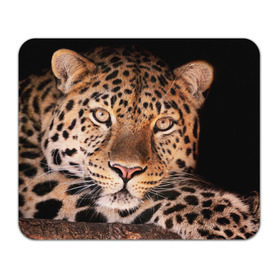 Коврик прямоугольный с принтом Леопард в Новосибирске, натуральный каучук | размер 230 х 185 мм; запечатка лицевой стороны | гепард | грация | дикая кошка | добыча | животные | леопард | ловкость | опасность | пятна | хищник | ягуар