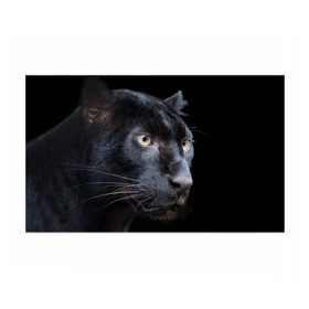 Бумага для упаковки 3D с принтом Пантера в Новосибирске, пластик и полированная сталь | круглая форма, металлическое крепление в виде кольца | дикая кошка | добыча | животные | ловкость | охота | пантера | сила | скорость | смекалка | хитрость | хищник