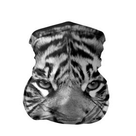 Бандана-труба 3D с принтом Красавец тигр в Новосибирске, 100% полиэстер, ткань с особыми свойствами — Activecool | плотность 150‒180 г/м2; хорошо тянется, но сохраняет форму | джунгли | дикая кошка | животные | зверь | король | кровь | мясо | опасность | охотник | тигр | хищник | царь | цирк