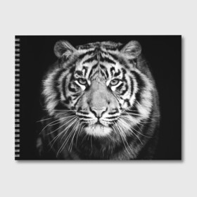 Альбом для рисования с принтом Красавец тигр в Новосибирске, 100% бумага
 | матовая бумага, плотность 200 мг. | джунгли | дикая кошка | животные | зверь | король | кровь | мясо | опасность | охотник | тигр | хищник | царь | цирк