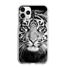 Чехол для iPhone 11 Pro матовый с принтом Красавец тигр в Новосибирске, Силикон |  | джунгли | дикая кошка | животные | зверь | король | кровь | мясо | опасность | охотник | тигр | хищник | царь | цирк