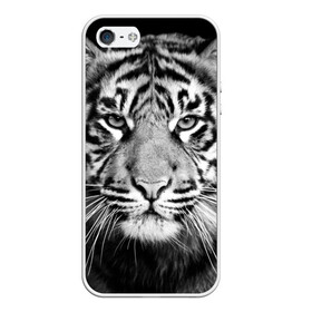 Чехол для iPhone 5/5S матовый с принтом Красавец тигр в Новосибирске, Силикон | Область печати: задняя сторона чехла, без боковых панелей | джунгли | дикая кошка | животные | зверь | король | кровь | мясо | опасность | охотник | тигр | хищник | царь | цирк