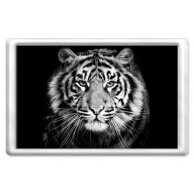 Магнит 45*70 с принтом Красавец тигр в Новосибирске, Пластик | Размер: 78*52 мм; Размер печати: 70*45 | Тематика изображения на принте: джунгли | дикая кошка | животные | зверь | король | кровь | мясо | опасность | охотник | тигр | хищник | царь | цирк