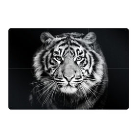 Магнитный плакат 3Х2 с принтом Красавец тигр в Новосибирске, Полимерный материал с магнитным слоем | 6 деталей размером 9*9 см | джунгли | дикая кошка | животные | зверь | король | кровь | мясо | опасность | охотник | тигр | хищник | царь | цирк