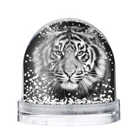 Снежный шар с принтом Красавец тигр в Новосибирске, Пластик | Изображение внутри шара печатается на глянцевой фотобумаге с двух сторон | джунгли | дикая кошка | животные | зверь | король | кровь | мясо | опасность | охотник | тигр | хищник | царь | цирк