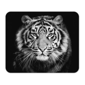 Коврик прямоугольный с принтом Красавец тигр в Новосибирске, натуральный каучук | размер 230 х 185 мм; запечатка лицевой стороны | джунгли | дикая кошка | животные | зверь | король | кровь | мясо | опасность | охотник | тигр | хищник | царь | цирк