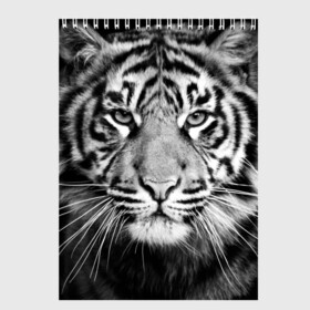 Скетчбук с принтом Красавец тигр в Новосибирске, 100% бумага
 | 48 листов, плотность листов — 100 г/м2, плотность картонной обложки — 250 г/м2. Листы скреплены сверху удобной пружинной спиралью | Тематика изображения на принте: джунгли | дикая кошка | животные | зверь | король | кровь | мясо | опасность | охотник | тигр | хищник | царь | цирк