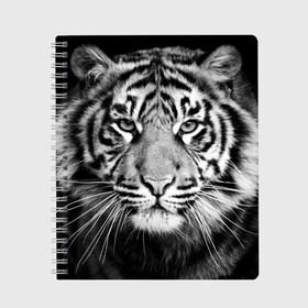 Тетрадь с принтом Красавец тигр в Новосибирске, 100% бумага | 48 листов, плотность листов — 60 г/м2, плотность картонной обложки — 250 г/м2. Листы скреплены сбоку удобной пружинной спиралью. Уголки страниц и обложки скругленные. Цвет линий — светло-серый
 | джунгли | дикая кошка | животные | зверь | король | кровь | мясо | опасность | охотник | тигр | хищник | царь | цирк