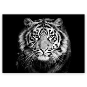 Поздравительная открытка с принтом Красавец тигр в Новосибирске, 100% бумага | плотность бумаги 280 г/м2, матовая, на обратной стороне линовка и место для марки
 | джунгли | дикая кошка | животные | зверь | король | кровь | мясо | опасность | охотник | тигр | хищник | царь | цирк