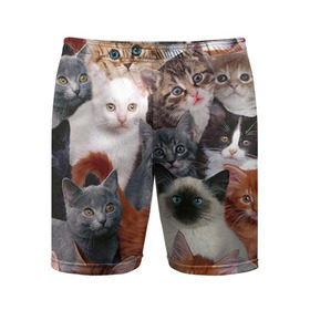 Мужские шорты 3D спортивные с принтом Котики в Новосибирске,  |  | Тематика изображения на принте: cat | cats | кот | котик | коты | котята