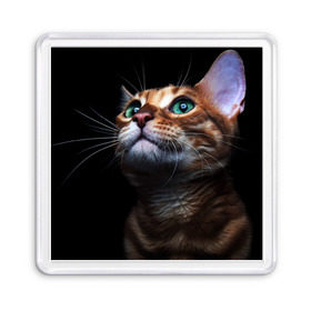 Магнит 55*55 с принтом Милый котик в Новосибирске, Пластик | Размер: 65*65 мм; Размер печати: 55*55 мм | кошка | темный | фото