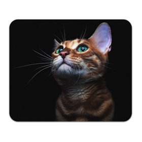 Коврик прямоугольный с принтом Милый котик в Новосибирске, натуральный каучук | размер 230 х 185 мм; запечатка лицевой стороны | Тематика изображения на принте: кошка | темный | фото