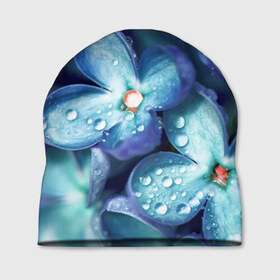 Шапка 3D с принтом Восхитительные цветы в Новосибирске, 100% полиэстер | универсальный размер, печать по всей поверхности изделия | божественный | букет | великолепный | восхитительный | душистый аромат | красивый | красота | невероятный | неописуемый | приятный запах | растение | фауна | цветок | цветы | шикарный