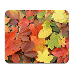 Коврик прямоугольный с принтом Осенние листья в Новосибирске, натуральный каучук | размер 230 х 185 мм; запечатка лицевой стороны | жёлтый | красный | листва | оранжевый | осень