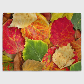 Плед 3D с принтом Осень в Новосибирске, 100% полиэстер | закругленные углы, все края обработаны. Ткань не мнется и не растягивается | Тематика изображения на принте: берёза | дары осени | жёлтый | зелёный | золотой | краски | красный | красота | листва | листья | наряд | оранжевый | осень | осина | покров | природа