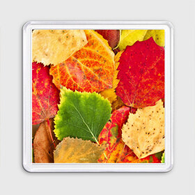 Магнит 55*55 с принтом Осень в Новосибирске, Пластик | Размер: 65*65 мм; Размер печати: 55*55 мм | берёза | дары осени | жёлтый | зелёный | золотой | краски | красный | красота | листва | листья | наряд | оранжевый | осень | осина | покров | природа