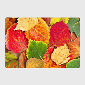 Магнитный плакат 3Х2 с принтом Осень в Новосибирске, Полимерный материал с магнитным слоем | 6 деталей размером 9*9 см | берёза | дары осени | жёлтый | зелёный | золотой | краски | красный | красота | листва | листья | наряд | оранжевый | осень | осина | покров | природа