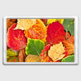 Магнит 45*70 с принтом Осень в Новосибирске, Пластик | Размер: 78*52 мм; Размер печати: 70*45 | берёза | дары осени | жёлтый | зелёный | золотой | краски | красный | красота | листва | листья | наряд | оранжевый | осень | осина | покров | природа