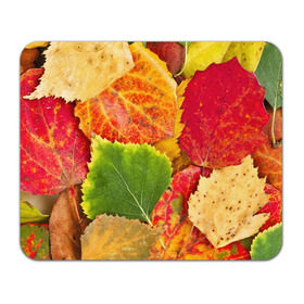Коврик прямоугольный с принтом Осень в Новосибирске, натуральный каучук | размер 230 х 185 мм; запечатка лицевой стороны | берёза | дары осени | жёлтый | зелёный | золотой | краски | красный | красота | листва | листья | наряд | оранжевый | осень | осина | покров | природа