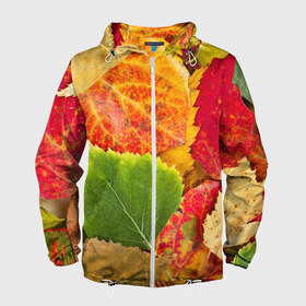 Мужская ветровка 3D с принтом Осень в Новосибирске, 100% полиэстер | подол и капюшон оформлены резинкой с фиксаторами, два кармана без застежек по бокам, один потайной карман на груди | Тематика изображения на принте: берёза | дары осени | жёлтый | зелёный | золотой | краски | красный | красота | листва | листья | наряд | оранжевый | осень | осина | покров | природа