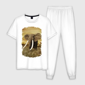 Мужская пижама хлопок с принтом Могучий слон в Новосибирске, 100% хлопок | брюки и футболка прямого кроя, без карманов, на брюках мягкая резинка на поясе и по низу штанин
 | elephant | африка | бивни | джунгли | мамонт | савана | сафари | слон | хобот