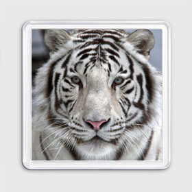 Магнит 55*55 с принтом Бенгальский тигр в Новосибирске, Пластик | Размер: 65*65 мм; Размер печати: 55*55 мм | tiger | белый | дикая кошка | тигр | хищник