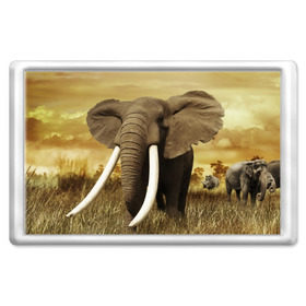 Магнит 45*70 с принтом Могучий слон в Новосибирске, Пластик | Размер: 78*52 мм; Размер печати: 70*45 | Тематика изображения на принте: elephant | африка | бивни | джунгли | мамонт | савана | сафари | слон | хобот