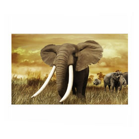 Бумага для упаковки 3D с принтом Могучий слон в Новосибирске, пластик и полированная сталь | круглая форма, металлическое крепление в виде кольца | Тематика изображения на принте: elephant | африка | бивни | джунгли | мамонт | савана | сафари | слон | хобот