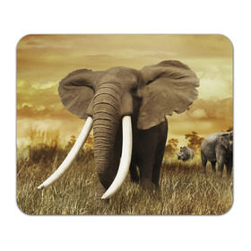Коврик прямоугольный с принтом Могучий слон в Новосибирске, натуральный каучук | размер 230 х 185 мм; запечатка лицевой стороны | elephant | африка | бивни | джунгли | мамонт | савана | сафари | слон | хобот