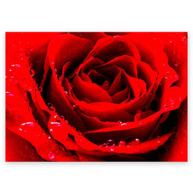 Поздравительная открытка с принтом Роза в Новосибирске, 100% бумага | плотность бумаги 280 г/м2, матовая, на обратной стороне линовка и место для марки
 | роза | розовая | розы | романтика | цветы
