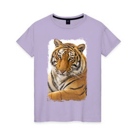 Женская футболка хлопок с принтом Тигр (retro style) в Новосибирске, 100% хлопок | прямой крой, круглый вырез горловины, длина до линии бедер, слегка спущенное плечо | tiger | дикая кошка | тигр | хищник