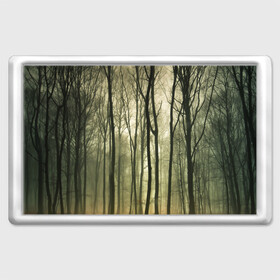 Магнит 45*70 с принтом Чарующий лес в Новосибирске, Пластик | Размер: 78*52 мм; Размер печати: 70*45 | Тематика изображения на принте: красиво | лес | природа | фото