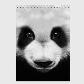 Скетчбук с принтом Морда панды в Новосибирске, 100% бумага
 | 48 листов, плотность листов — 100 г/м2, плотность картонной обложки — 250 г/м2. Листы скреплены сверху удобной пружинной спиралью | 