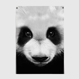 Постер с принтом Морда панды в Новосибирске, 100% бумага
 | бумага, плотность 150 мг. Матовая, но за счет высокого коэффициента гладкости имеет небольшой блеск и дает на свету блики, но в отличии от глянцевой бумаги не покрыта лаком | 
