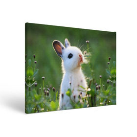 Холст прямоугольный с принтом Кролик в Новосибирске, 100% ПВХ |  | Тематика изображения на принте: animal | baby | cute | flowers | fluffy | hare | lawn | little | meadow | rabbit | животное | заяц | кролик | луг | лужайка | маленький | малыш | милый | пушистый | цветы