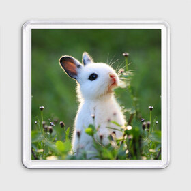 Магнит 55*55 с принтом Кролик в Новосибирске, Пластик | Размер: 65*65 мм; Размер печати: 55*55 мм | animal | baby | cute | flowers | fluffy | hare | lawn | little | meadow | rabbit | животное | заяц | кролик | луг | лужайка | маленький | малыш | милый | пушистый | цветы