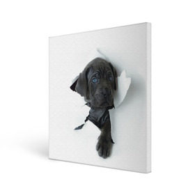 Холст квадратный с принтом щенок Кане Корсо в Новосибирске, 100% ПВХ |  | animal | black | break | breed | dog | kid | paper | puppy | tear | torn | дог | животное | малыш | порода | прорыв | разрыв | рваная | собака | черный | щенок