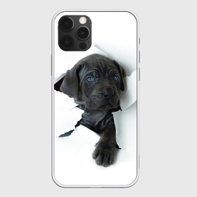 Чехол для iPhone 12 Pro Max с принтом щенок Кане Корсо в Новосибирске, Силикон |  | Тематика изображения на принте: animal | black | break | breed | dog | kid | paper | puppy | tear | torn | дог | животное | малыш | порода | прорыв | разрыв | рваная | собака | черный | щенок