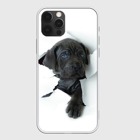 Чехол для iPhone 12 Pro Max с принтом щенок Кане Корсо в Новосибирске, Силикон |  | animal | black | break | breed | dog | kid | paper | puppy | tear | torn | дог | животное | малыш | порода | прорыв | разрыв | рваная | собака | черный | щенок