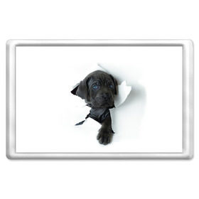 Магнит 45*70 с принтом щенок Кане Корсо в Новосибирске, Пластик | Размер: 78*52 мм; Размер печати: 70*45 | animal | black | break | breed | dog | kid | paper | puppy | tear | torn | дог | животное | малыш | порода | прорыв | разрыв | рваная | собака | черный | щенок